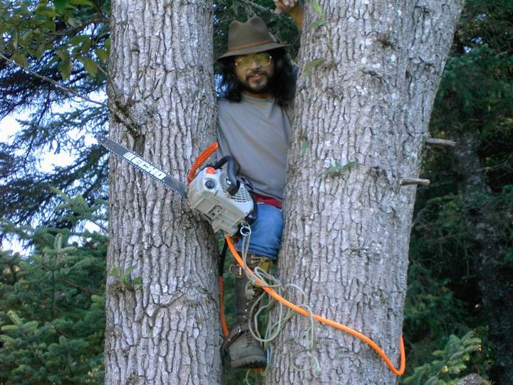 Photo of Arborist Sadi Synn in trees, with saw